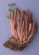 Clavaria purpurea Mushroom