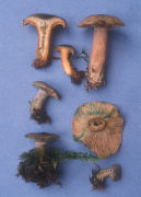 Lactarius deliciosus var olivaceosordidus Mushroom