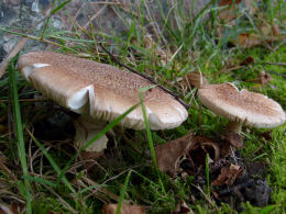 Amanita pantherina3.jpg