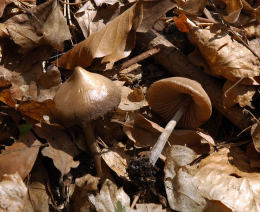 Entoloma vernum 1 Mushroom