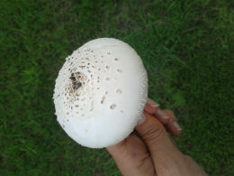 Chlorophyllum molybdites 4