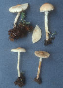 Lepiota clypeolaria2 Mushroom