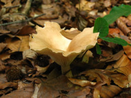 Clitocybe gibba