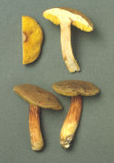Boletus subtomentosus Mushroom