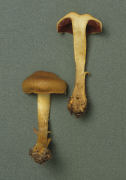 Cortinarius semisanguineus2 Mushroom