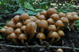 Pholiota mutabilis2