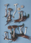 Cantharellula umbonata2 Mushroom