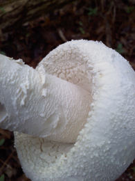 Amanita cokeri3