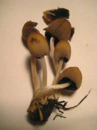 Coprinus micaceus  1