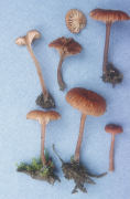 Omphalina pyxidata Mushroom