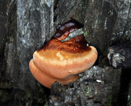 Ganoderma carnosum 2 Mushroom