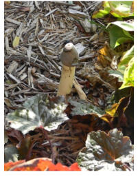 Phallus impudicus