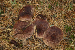 Sarcodon imbricatum3