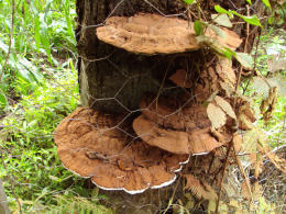 Ganoderma lucidum2