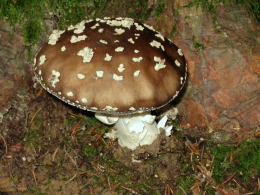 Amanita pantherina3.jpg