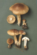 Tricholoma imbricatum2 Mushroom