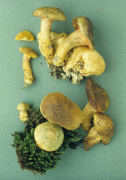 Boletus parasiticus 3 Mushroom