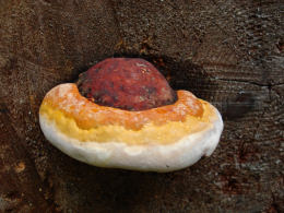 Ganoderma oregonense