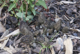 Morchella elator var typicaCHECK