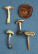 Hebeloma sacchariolens Mushroom