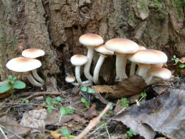 Agrocybe cylindracea2