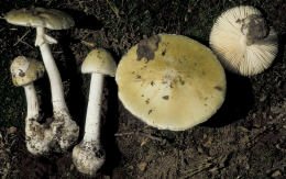 Amanita phalloides5.jpg
