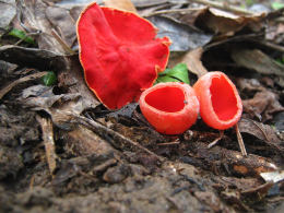 Sarcoscypha coccinea