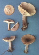 Lactarius aquifluus3 Mushroom