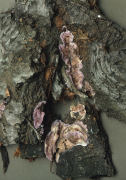 Chondrostereum purpureum3 Mushroom