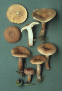 Lactarius quietus Mushroom