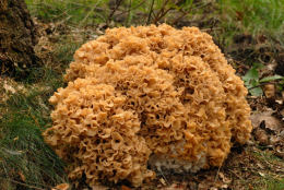 Sparassis crispa3