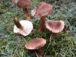 Tricholoma vaccinum2