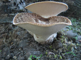 Polyporus squamosus 8