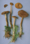 Cortinarius huronensis var olivaceus Mushroom