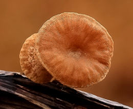 Tubaria furfuracea7