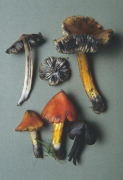 Hygrocybe nigrescens Mushroom