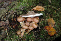 Armillaria gallica field