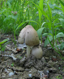 Coprinus atramentariusF