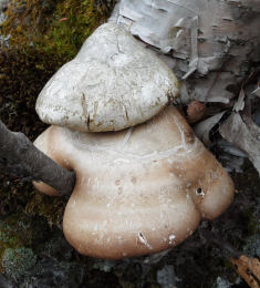 Piptoporus betulinus