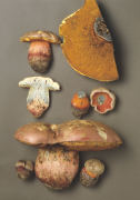 Boletus legaliae Mushroom