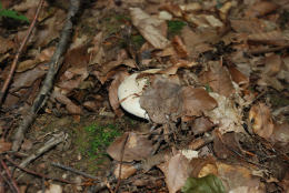 Lactarius deceptivus