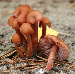 Laccaria laccata