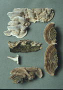 Coriolus versicolor3 Mushroom
