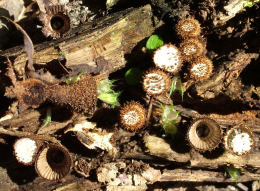 Cyathus striatus