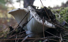 Russula delica