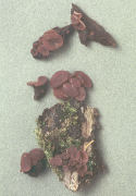 Ascocoryne sarcoides 2 Mushroom