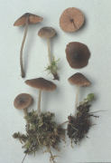 Nolanea staurospora3 Mushroom