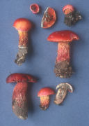 Boletus frostii2 Mushroom