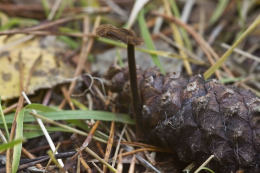 Auriscalpium vulgare
