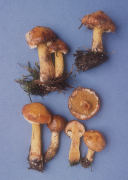 Suillus sibiricus Mushroom